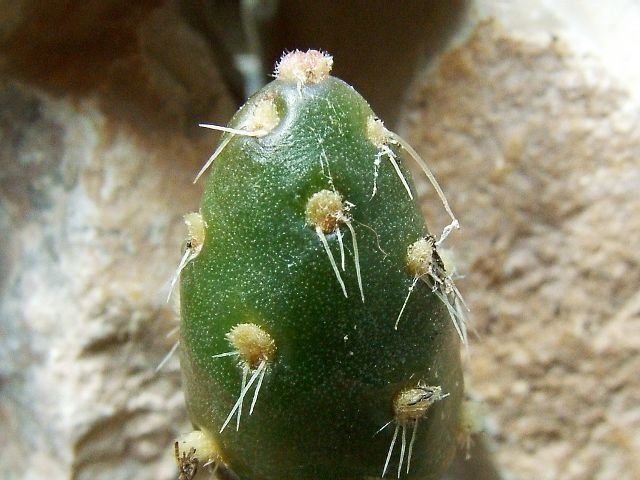 Maihueniopsis_ minuta_ 06